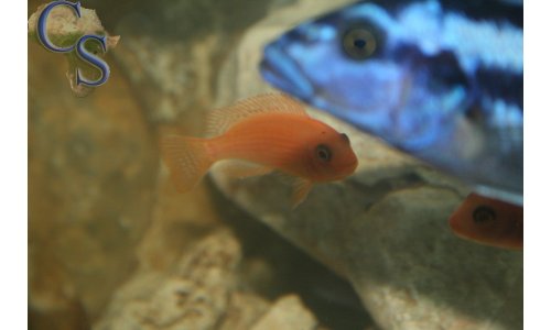 Metriaclima estherae minos reef